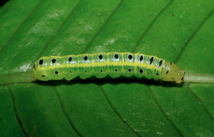 Figura 21. Larva <i>Argyrosticta eubotes</i></i> (Noctuidae), penúltimo estadío (PU) vista dorsal, localidad Sendero Huerta, Sector San Cristóbal ACG (527m). Voucher: 08-SRNP-5979-DHJ444959.jpg.