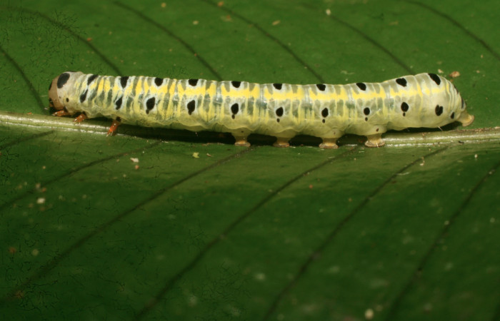 Figura 22. Larva <i>Argyrosticta eubotes</i></i> (Noctuidae), último estadío (U) vista lateral, localidad Coneja Estación Quica, Pitilla ACG (415m). Voucher: 10-SRNP-30387-DHJ467439.jpg.