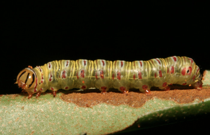 Figura 25. Larva <i>Argyrosticta aurifundens</i></i> (Noctuidae), penúltimo estadío (PU) vista lateral, localidad Estación Caribe, Sector Rincón Rain Forest ACG (415m). Voucher: 10-SRNP-44314-DHJ478617.jpg.