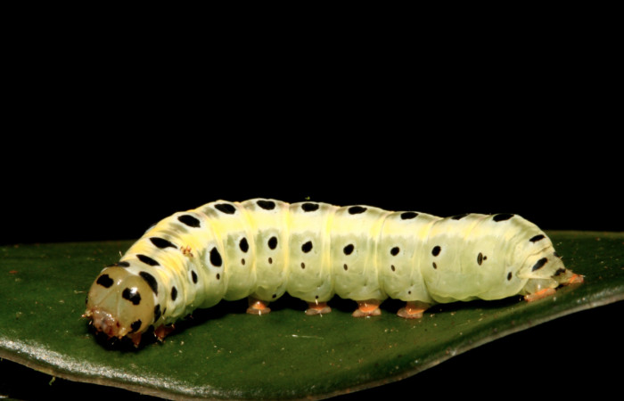 Figura 4. Larva <i>Argyrosticta bellinita</i></i> (Noctuidae), último estadío (U) vista lateral, localidad Estación Caribe, Sector Rincón Rain Forest ACG (415m). Voucher: 10-SRNP-44316-DHJ478619.jpg.