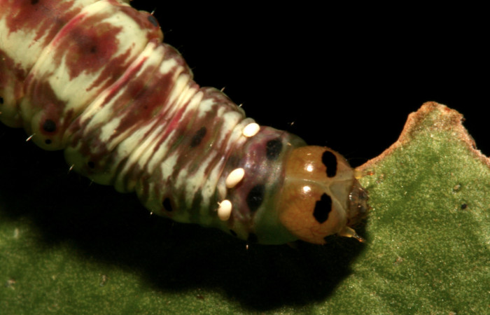 Figura 15. Larva <i>Argyrosticta bellinita</i></i> (Noctuidae), vista huevos de <i>Winthemia</i></i> Janzen34 (Tachinidae), localidad Estación Caribe, Sector Rincón Rain Forest ACG (415m). Voucher: 10-SRNP-44358-DHJ478641.jpg.