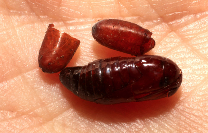 Figura 16. Restos de pupario de <i>Winthemia</i></i> Janzen34 (Tachinidae) que ataca <i>Argyrosticta bellinita</i></i> (Noctuidae), localidad Estación Caribe, Sector Rincón Rain Forest ACG (415m). Voucher: 10-SRNP-44358-DHJ496497.jpg.