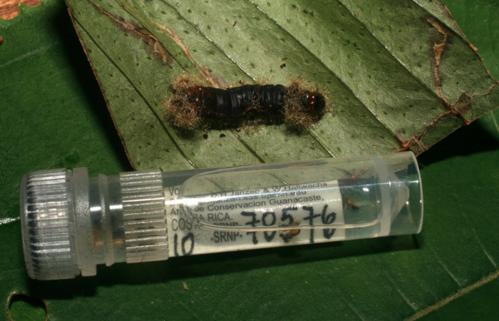 Figura 12. Adultos de <i>Euplectrus eowilsoni</i></i> (Eulophidae) que ataca <i>Argyrosticta bellinita</i></i> (Noctuidae), localidad Calma, Sector Pitilla ACG (412m). Voucher: 10-SRNP-70576-DHJ474564.jpg.