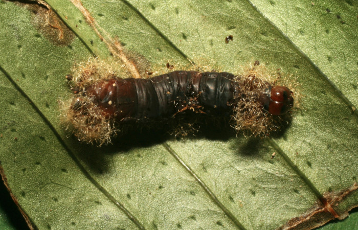 Figura 11. Larva <i>Argyrosticta bellinita</i></i> (Noctuidae), vista capullos de <i>Euplectrus eowilsoni</i></i> (Eulophidae), localidad Calma Estación Quica, Sector Pitilla ACG (412m). Voucher: 10-SRNP-70576-DHJ474565.jpg.