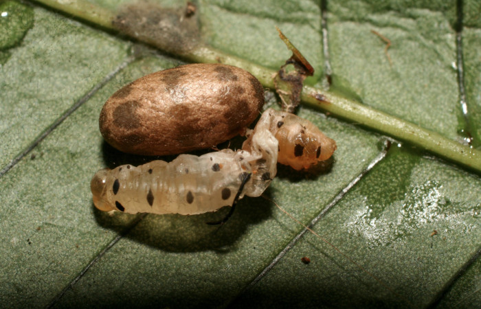 Figura 13. Capullo de <i>Charops</i></i> Janzen05 (Ichneumonidae) de <i>Argyrosticta bellinita</i></i> (Noctuidae), localidad Quebradona Estación Quica, Sector Pitilla ACG (475m). Voucher: 10-SRNP-70682-DHJ474589.jpg.