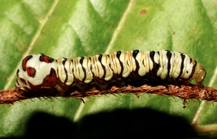 Figura 29. Larva <i>Argyrosticta</i></i> ditissimaPoole02 (Noctuidae), último estadío (U) vista dorsal, localidad Quebradona Estación Quica, Sector Pitilla ACG (415m). Voucher: 10-SRNP-71477-DHJ473893.jpg.