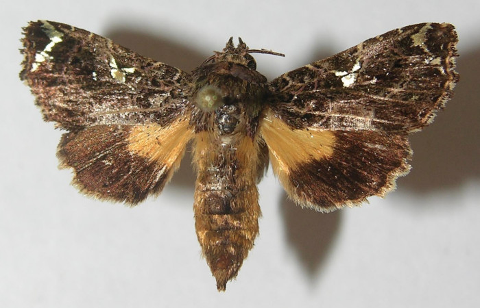 Figura 23. Adulto de <i>Argyrosticta eubotes</i></i> (Noctuidae), vista dorsal, localidad Coneja Estación Quica, Sector Pitilla ACG (415m). Voucher: 10-SRNP-71916-DHJ539212.jpg.