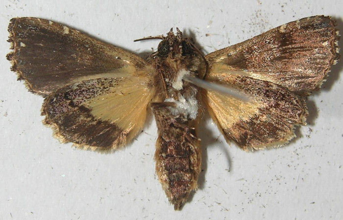 Figura 24. Larva <i>Argyrosticta eubotes</i></i> (Noctuidae), vista ventral, localidad Coneja Estación Quica, Sector Pitilla ACG (415m). Voucher: 10-SRNP-71916-DHJ539213.jpg.