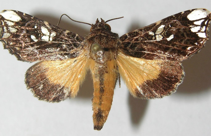 Figura 27. Adulto de <i>Argyrosticta aurifundens</i></i> (Noctuidae), vista dorsal, localidad Estación Quica, Sector Pitilla ACG (470m). Voucher: 10-SRNP-71922-DHJ539200.jpg.