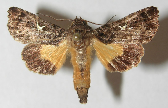 Figura 7. Adulto de <i>Argyrosticta bellinita</i></i> (Noctuidae), vista dorsal, localidad Quebradona Estación Quica, Sector Pitilla ACG (475m). Voucher: 10-SRNP-71950-DHJ539208.jpg.