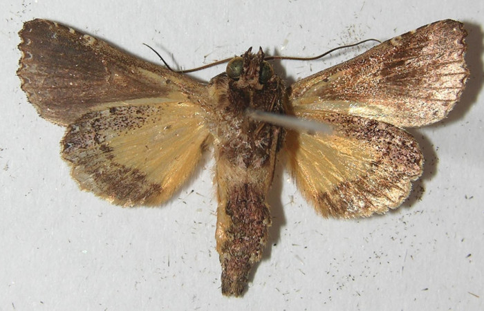 Figura 8. Adulto de <i>Argyrosticta bellinita</i></i> (Noctuidae), vista ventral, localidad Quebradona Estación Quica, Sector Pitilla ACG (475m). Voucher: 10-SRNP-71950-DHJ539209.jpg.