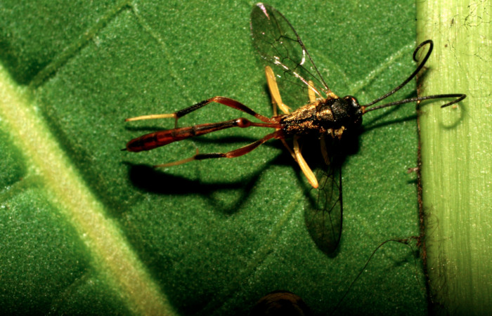 Figura 14. Adulto de <i>Charops</i></i> Janzen05 (Ichneumonidae) que ataca <i>Argyrosticta bellinita</i></i> (Noctuidae), vista ventral, localidad Calma Estación Quica, Sector Pitilla ACG (412m). Voucher: 10-SRNP-73111-DHJ479655.jpg.