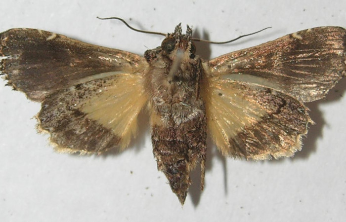 Figura 10. Adulto de <i>Argyrosticta bellinita</i></i> (Noctuidae), vista ventral, localidad Estación Quica, Sector Pitilla ACG (470m). Voucher: 10-SRNP-73370-DHJ547885.jpg.