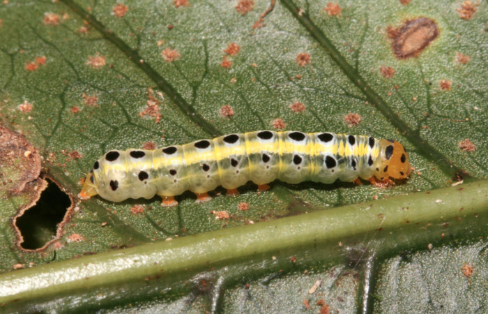 Figura 3. Larva <i>Argyrosticta bellinita</i></i> (Noctuidae), penúltimo estadío (PU) vista lateral, localidad San Lucas, Sector Rincón Rain Forest ACG (320m). Voucher: 11-SRNP-42194-DHJ483221.jpg.