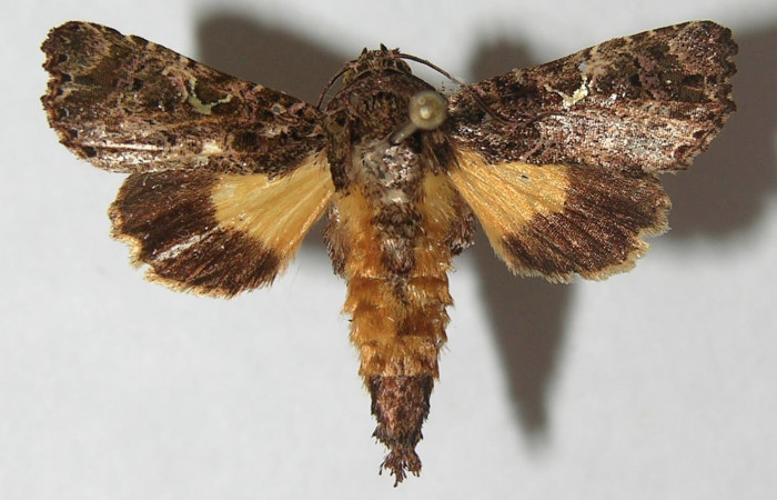 Figura 1. Adulto de <i>Argyrosticta bellinita</i></i> (Noctuidae), vista dorsal, localidad San Lucas, Sector Rincón Rain Forest ACG (320m). Voucher: 11-SRNP-42195-DHJ547892.jpg.
