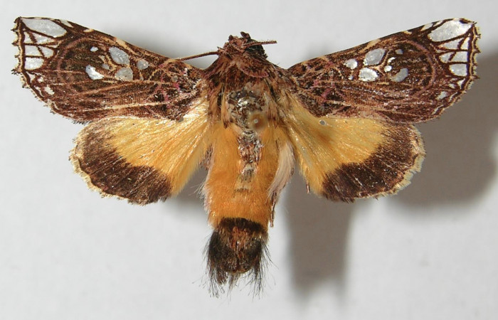 Figura 31. Adulto de <i>Argyrosticta</i></i> ditissimaPoole02 (Noctuidae), vista dorsal, localidad Estación Estación Quica, Sector Pitilla ACG (470m). Voucher: 11-SRNP-70536-DHJ545008.jpg.