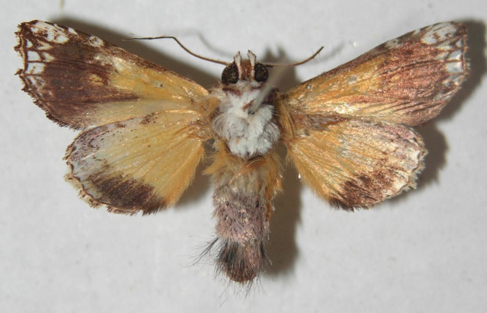 Figura 32. Adulto de <i>Argyrosticta</i></i> ditissimaPoole02 (Noctuidae), vista lateral, localidad Estación Quica, Sector Pitilla ACG (470m). Voucher: 13-SRNP-71837-DHJ597283.jpg.