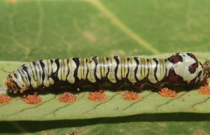 Figura 30. Larva <i>Argyrosticta ditissima</i></i> (Noctuidae), último estadío (U) vista lateral, localidad Pochote, Sector Rincón Rain Forest ACG (150m). Voucher: 18-SRNP-45868-DHJ719025.jpg.