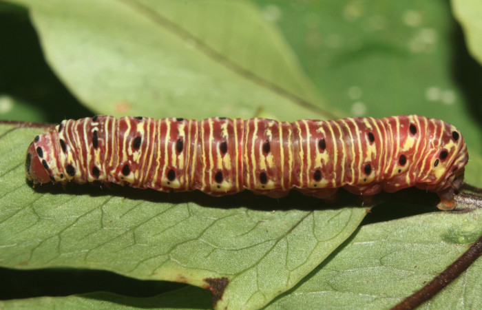 Figura 18. Larva <i>Argyrosticta vauaurea</i></i> (Noctuidae), último estadío (U) vista lateral, localidad Estación Quica, Sector Pitilla ACG (470m). Voucher: 18-SRNP-71641-DHJ750119.jpg.