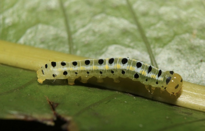 Figura 2. Larva <i>Argyrosticta bellinita</i></i> (Noctuidae), tercer estadío (PPU) vista dorsal, localidad Medrano Estación Quica, Sector Pitilla ACG (380m). Voucher: 19-SRNP-70665-DHJ750898.jpg.