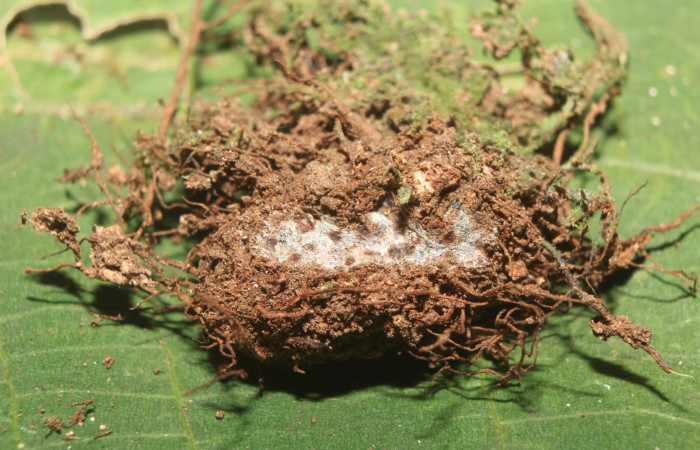 Figura 5. Capullo de <i>Argyrosticta bellinita</i></i> (Noctuidae), vista dorsal, localidad Medrano Estación Quica, Sector Pitilla ACG (380m). Voucher: 19-SRNP-70665-DHJ750935.jpg.