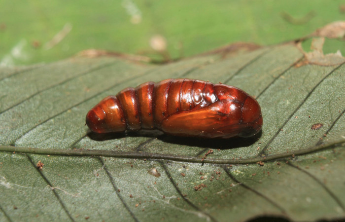 Figura 6. Pupa de <i>Argyrosticta bellinita</i></i> (Noctuidae), vista lateral, localidad Medrano Estación Quica, Sector Pitilla ACG (380m). Voucher: 19-SRNP-70665-DHJ750937.jpg.