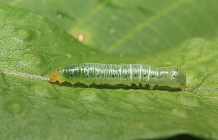 Figura 17. Larva <i>Argyrosticta vauaurea</i></i> (Noctuidae), penúltimo estadío (PU) vista lateral, localidad Quebradona Estación Quica, Sector Pitilla ACG (475m). Voucher: 19-SRNP-70770-DHJ751166.jpg.