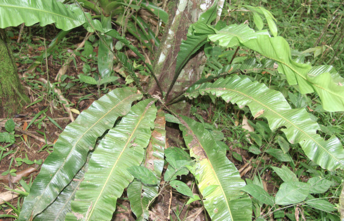 Figura 33. Planta hospedera de <i>Argyrosticta bellinita</i></i> (Noctuidae), planta llamada <i>Niphidium oblanceolatum</i></i> (Polypodiaceae), localidad Estación Quica, Sector Pitilla ACG (470m), foto: Ricardo Calero 31 Agosto 2019.