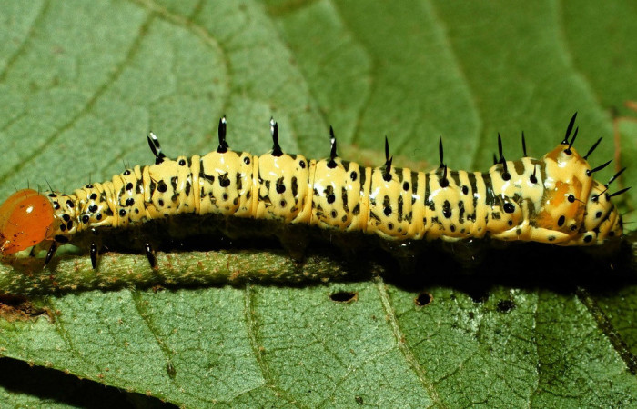 Fig. 12. Larva de <i>Cropia</i></i> Poole02 (Noctuidae), alimentándose de <i>Cordia alliodora</i></i> (Cordaceae). Voucher: 01-SRPN-22476-DHJ67027.