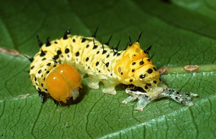 Fig. 13. Larva de <i>Cropia</i></i> Poole02 (Noctuidae),con restos de su piel después de mudar su cutícula. Voucher: 03-SRPN-19298-DHJ772238.