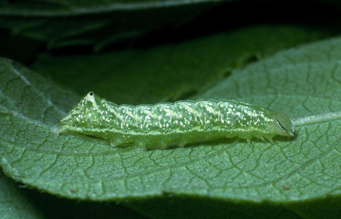 Fig. 9. Larva de <i>Cropia minthe</i></i> (Noctuidae), alimentándose de <i>Varronia guanacastensis</i></i> (Boraginaceae). Voucher: 04-SRPN-12008-DHJ83552.