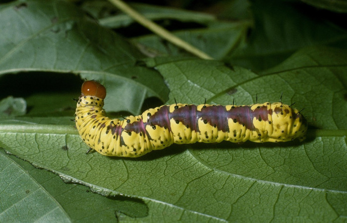 Fig. 15. Larva de <i>Cropia</i></i> Poole02 (Noctuidae), patrones distintivos en último estadio, comiendo Cordia bicolor (Cordaceae). Voucher: 04-SRPN-49732-DHJ87451.