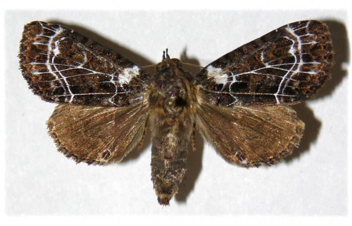 Fig. 20. Adulto hembra de <i>Cropia</i></i> Poole02 (Noctuidae), las hembras poseen abdomen mas robustos que los del macho .Voucher: 05-SRPN-2027-DHJ314152.