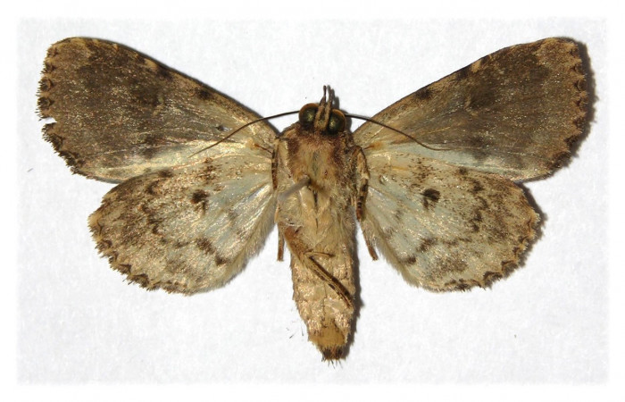 Fig. 21. Adulto hembra de <i>Cropia</i></i> Poole02 (Noctuidae), discriminar machos de hembras por su morfologia es confuso por lo que es necesario revisar genitales .Voucher: 05-SRPN-2027-DHJ314153.