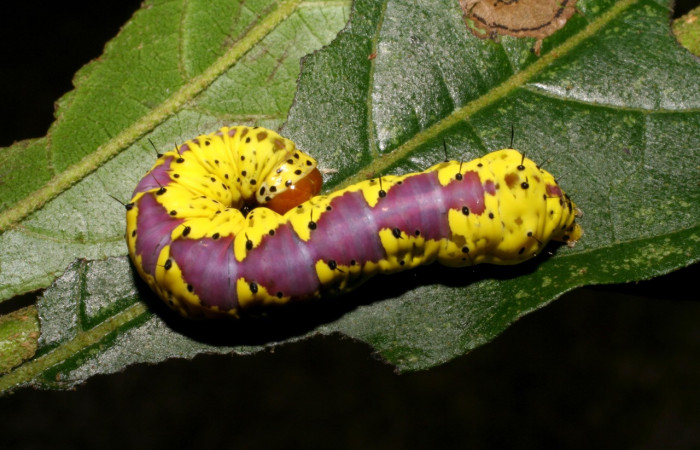 Fig. 16. Larva inactiva o en reposo <i>Cropia</i></i> Poole02 (Noctuidae), alimentandose de <i>Cordia alliodora</i></i> (Cordaceae). Voucher: 05-SRPN-4242-DHJ402725.