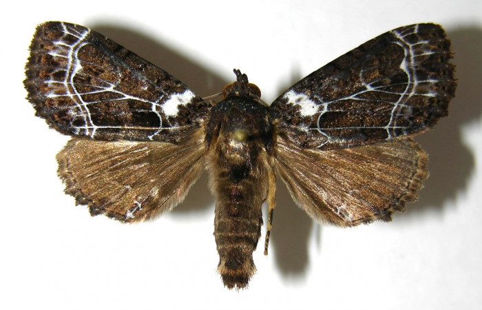 Fig. 20. Macho de <i>Cropia</i></i> Poole02 (Noctuidae), adulto no presenta dimorfismo sexual con las hembras de su especie.Voucher: 06-SRPN-4077-DHJ350582.