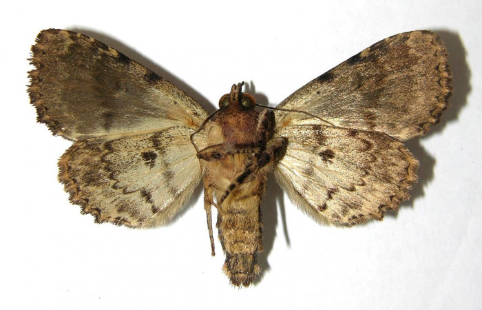 Fig. 21. Macho de <i>Cropia</i></i> Poole02 (Noctuidae), adulto con patrones en su área ventral similares a las hembras debiendo que no presentan dimorfismo sexual. Voucher: 06-SRPN-4077-DHJ350583.