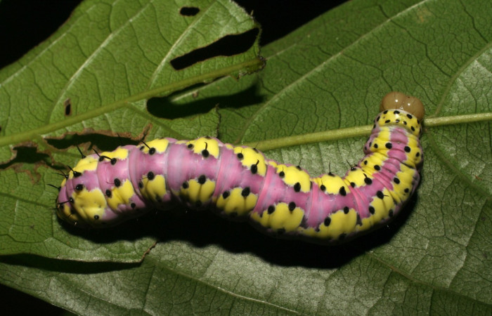 Fig. 8. Larva de <i>Cropia philosopha</i></i> (Noctuidae), alimentándose de <i>Cordia croatii</i></i> (Cordiaceae). Voucher: 07-SRPN-36087-DHJ422027.