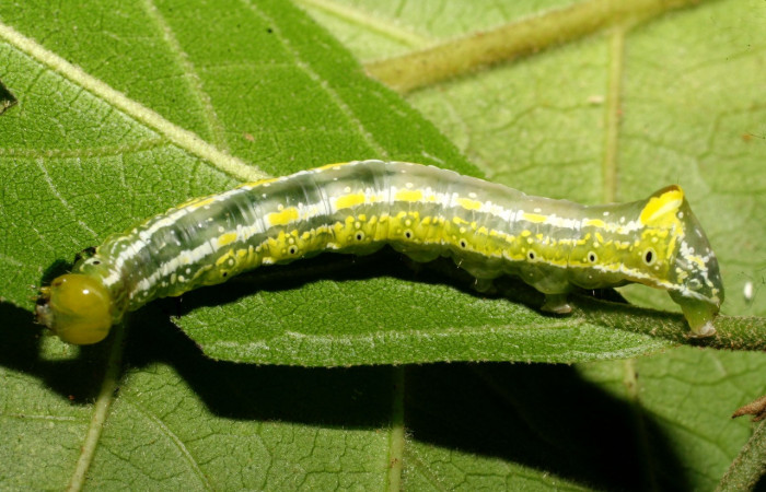 Fig. 6. Larva de <i>Cropia connecta</i></i> (Noctuidae), alimentándose de <i>Cordia alliodora</i></i> (Cordiaceae). Voucher: 08-SRPN-21521-DHJ438256.
