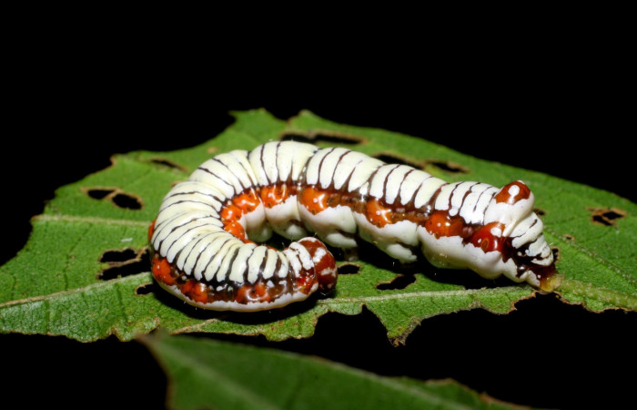 Fig. 5. Larva de <i>Cropia cedica</i></i> (Noctuidae), alimentándose de <i>Cordia alliodora</i></i> (Cordiaceae). Voucher: 08-SRPN-6029-DHJ44031.