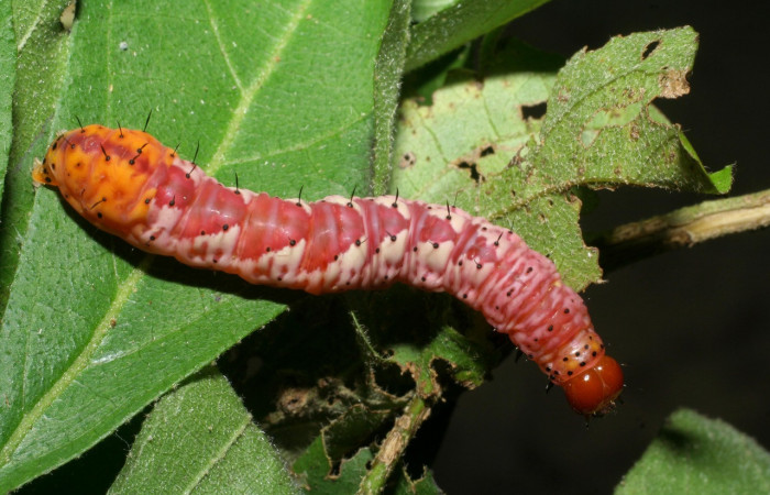 Fig. 18. Larva de <i>Cropia</i></i> Poole02 (Noctuidae), prepupa etapa anterior a la pupa.Voucher: 09-SRPN-55336-DHJ451856.