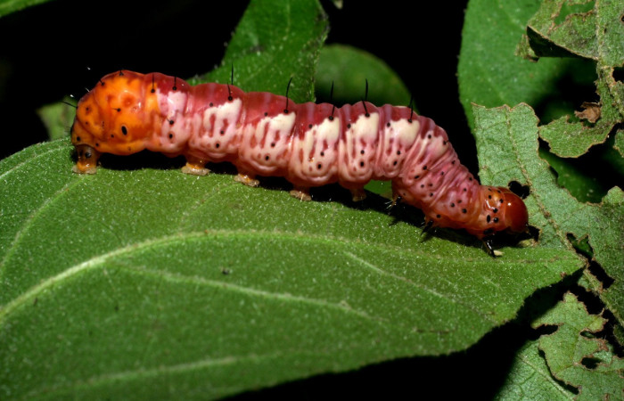 Fig. 17. Prepupa de <i>Cropia</i></i> Poole02 (Noctuidae), coloración distintiva de esta etapa .Voucher: 09-SRPN-55336-DHJ451858.