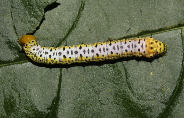 Fig. 11. Larva de <i>Cropia</i></i> Poole01 (Noctuidae), alimentándose de Bourreria costarricensis (Ehretiaceae). Voucher: 12-SRPN-31491-DHJ485824.