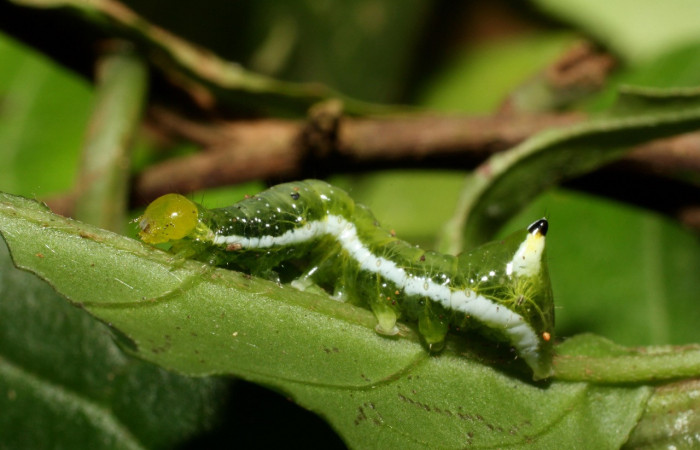 Fig. 10. Larva de <i>Cropia isidora</i></i> (Noctuidae), alimentándose de planta familia Boraginaceae. Voucher: 13-SRPN-36597-DHJ490438.