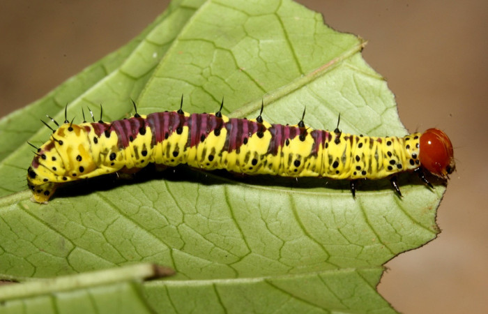 Fig. 14. Larva de <i>Cropia</i></i> Poole02 (Noctuidae), muescas dejada durante su alimentación en <i>Cordia bicolor</i></i> (Cordaceae). Voucher: 15-SRPN-40894-DHJ803860.