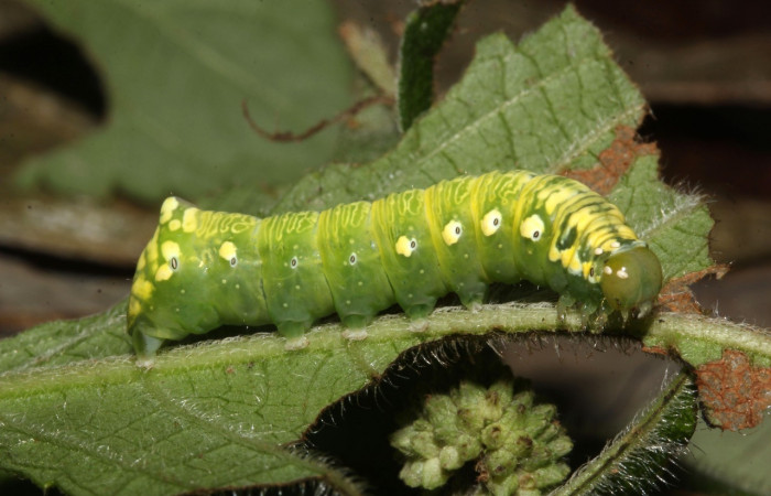 Fig. 2. Larva de <i>Cropia hadenoides</i></i> (Noctuidae), alimentándose de <i>Hyptis capitata</i></i> (Lamiaceae). Voucher: 17-SRPN-32088-DHJ740146.