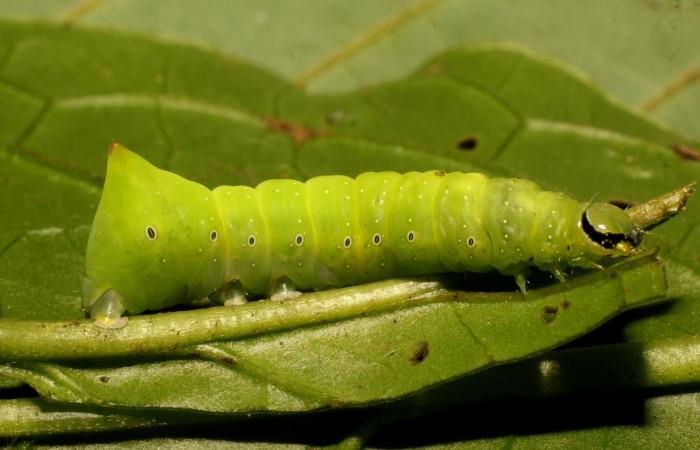 Fig. 1. Larva de <i>Cropia grandimacula</i></i> (Noctuidae), ultimo estadio, vista lateral. Voucher: 20-SRPN-35852-DHJ770630.