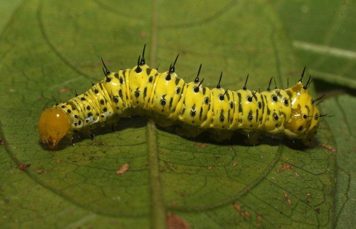 Fig. 7. Larva de <i>Cropia philosopha</i></i> (Noctuidae), larva en penúltimo estadio. Voucher: 22-SRPN-35745-DHJ793191.