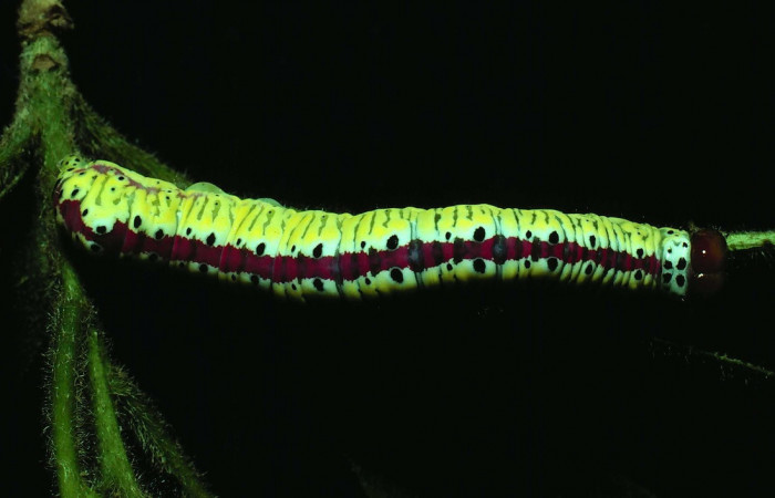 Fig. 3. Larva de <i>Cropia euros</i></i> (Noctuidae), alimentándose de <i>Cordia alliodora</i></i> (Cordiaceae). Voucher: 81-SRPN-363-DHJ2437.