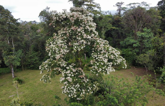 Fig. 19. Planta en floración de <i>Cordia alliodora</i></i> (Cordaceae), hospedero de oruga de <i>Cropia</i></i> Poole02 (Noctuidae).Foto. Marco Bustos Salazar, Director de Áreas Silvestres.Dos Rios de Upala, marzo 2023.